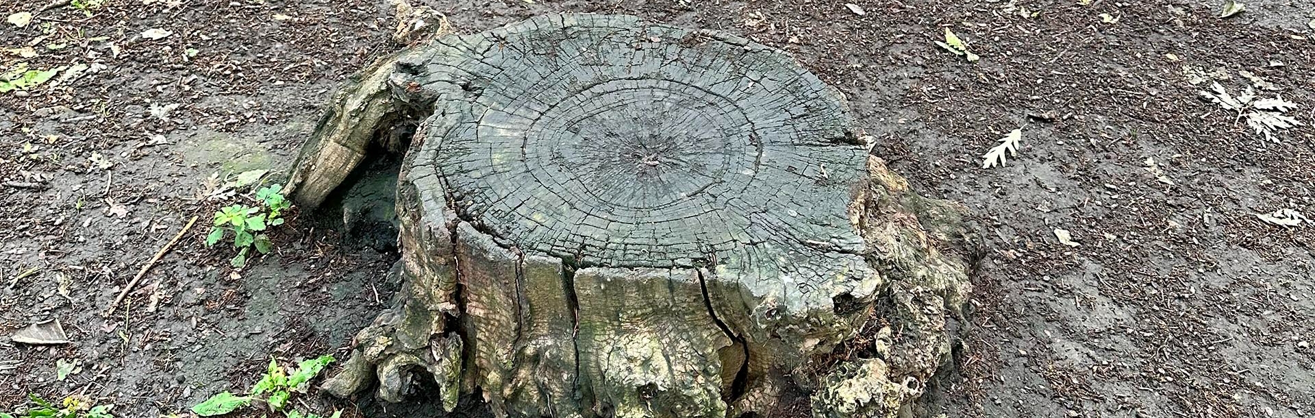 Stump Grinding on the Highway " What You Need to Know