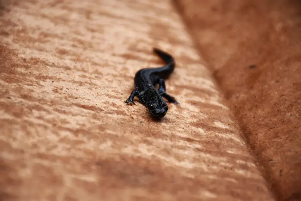 Great crested newts on utility sites