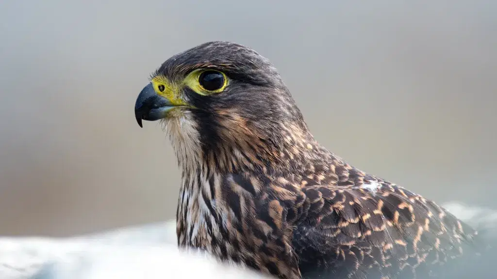 National Grid SR215 Peregrine Falcon Exclusion Zone